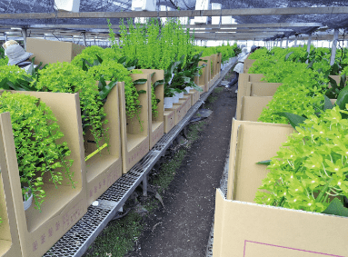 森尾花園の様子