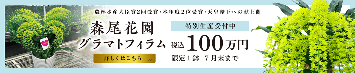 グラマトフィラムチラシ