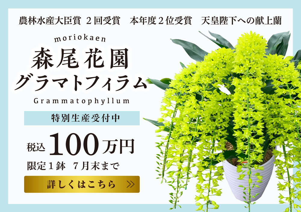 グラマトフィラムチラシ