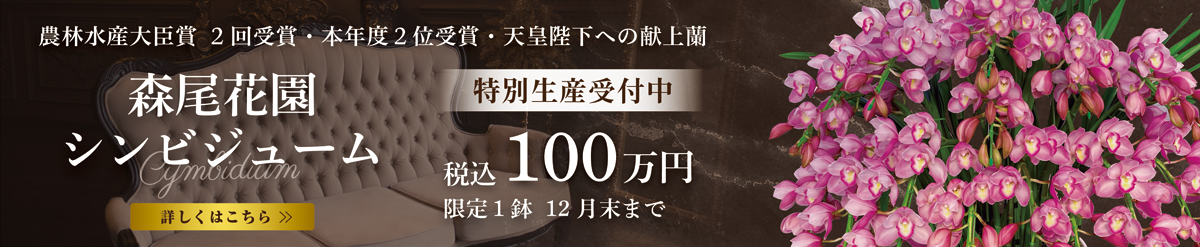 シンビジュームチラシ