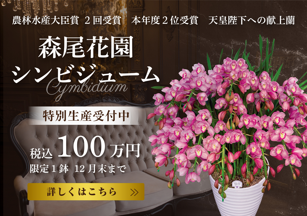 シンビジュームチラシ